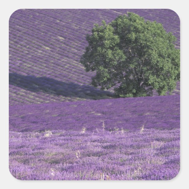 Pegatina Cuadrada Europa, Francia, Provenza, Sault, Campos de Lavend (Anverso)