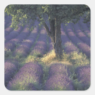 Pegatina Cuadrada Europa, Francia, Provenza, Sault, Lavanda