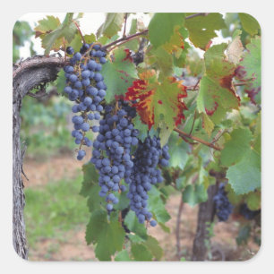 Pegatina Cuadrada Europa, Francia, Rosellón. Viñedos, con