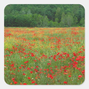 Pegatina Cuadrada Europa, Italia, Toscana, amapolas rojas en campo.