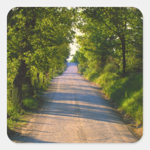 Pegatina Cuadrada Europa, Italia, Toscana, carretera arbolada