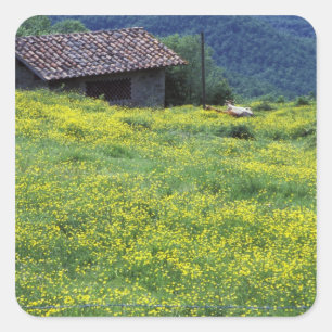 Pegatina Cuadrada Europa, Italia, Toscana, Siena, Chianti.