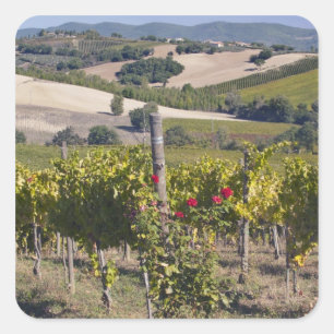Pegatina Cuadrada Europa, Italia, Umbría, cerca de Montefalco, Viñed