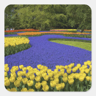 Pegatina Cuadrada Europa, Países Bajos, Holanda, Lisse, Keukenhof