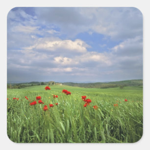 Pegatina Cuadrada Europa, Toscana, Poggiolo. Las amapolas rojas se m
