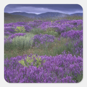 Pegatina Cuadrada Europa, Turquía, Cappadocia. Paisaje rural 2