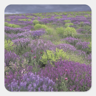 Pegatina Cuadrada Europa, Turquía, Cappadocia. Paisaje rural 3