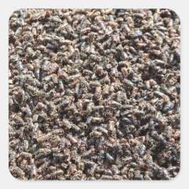 Pegatina Cuadrada European spruce bark beetle