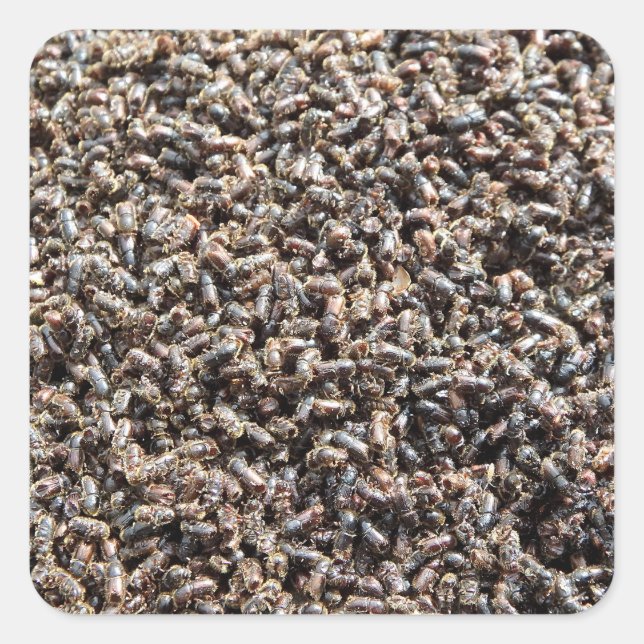 Pegatina Cuadrada European spruce bark beetle (Anverso)