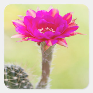 Pegatina Cuadrada Excitante antimateria Cactus Bloom