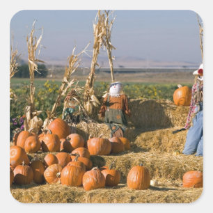 Pegatina Cuadrada Exhibición de calabaza con pacas de heno y espanta