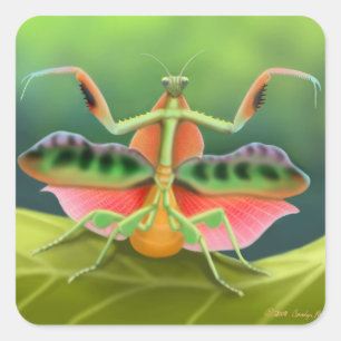 Pegatina Cuadrada Exhibición de la mantis religiosa