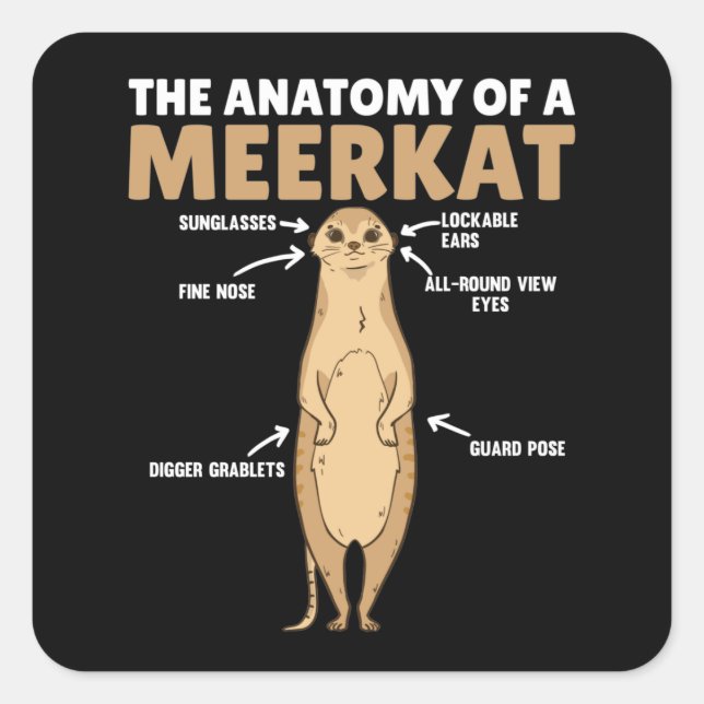 Pegatina Cuadrada Explicación divertida de la anatomía de un Meerkat (Anverso)