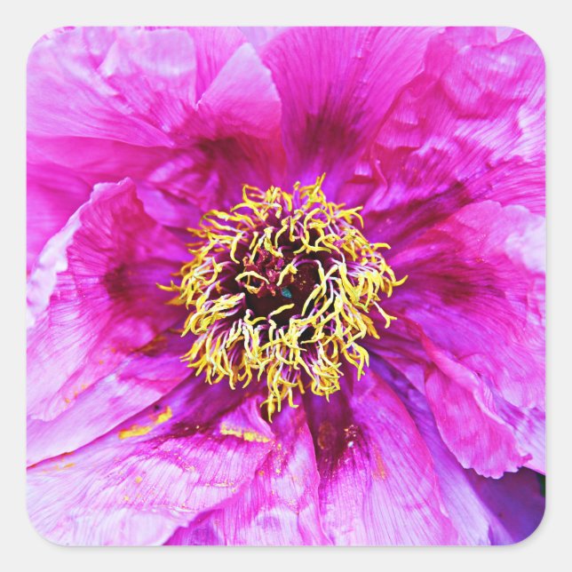 Pegatina Cuadrada Explosión rosa (Anverso)