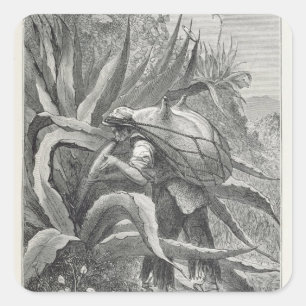 Pegatina Cuadrada Extrayendo pulque