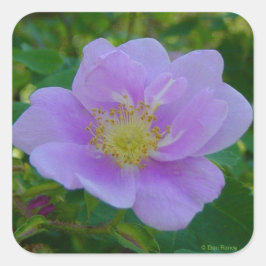 Pegatina Cuadrada F37 Rosa silvestre