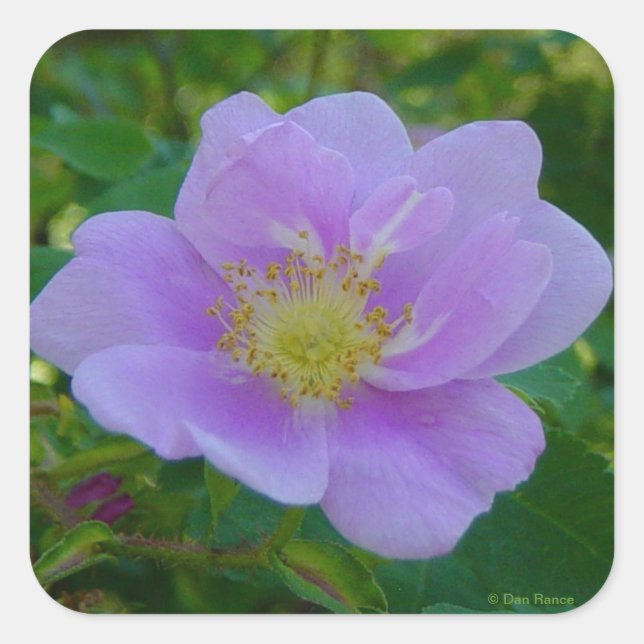 Pegatina Cuadrada F37 Rosa silvestre (Anverso)