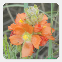 Pegatina Cuadrada F40 Naranja Wildflowers Scarlet Mallow