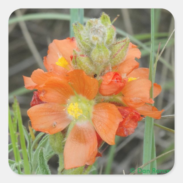 Pegatina Cuadrada F40 Naranja Wildflowers Scarlet Mallow (Anverso)