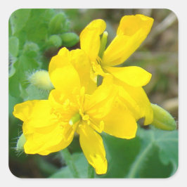 Pegatina Cuadrada F44 Flores silvestres amarillas Mostaza silvestre
