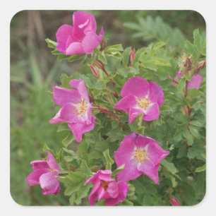 Pegatina Cuadrada F46 Rosas silvestres