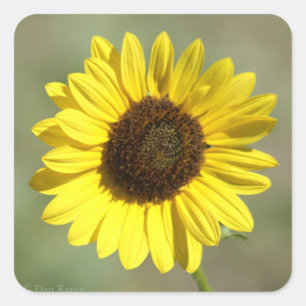 Pegatina Cuadrada F47 Flor Silvestre Amarilla Girasol Anual Común