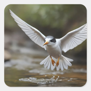 Pegatina Cuadrada Fairy Tern de pie en el arroyo