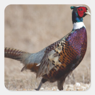 Pegatina Cuadrada Faisán de Ringnecked