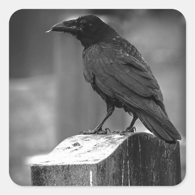 Pegatina Cuadrada Falln Encontró Una Pluma (Anverso)