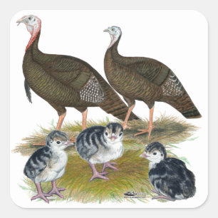 Pegatina Cuadrada Familia de pavos salvajes del este