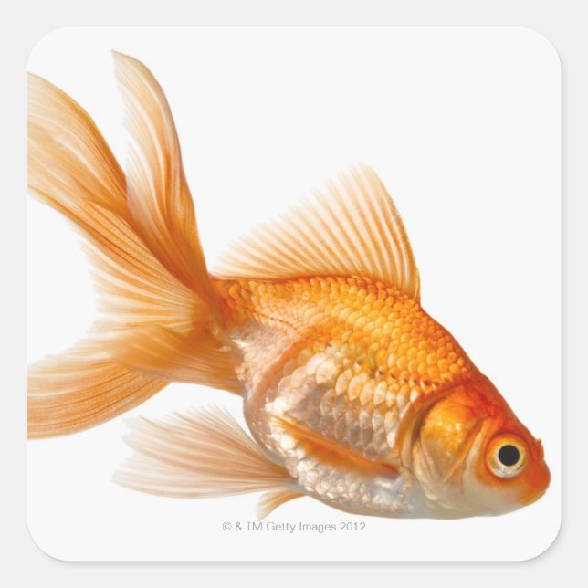 Pegatina Cuadrada Fancy Goldfish (Anverso)