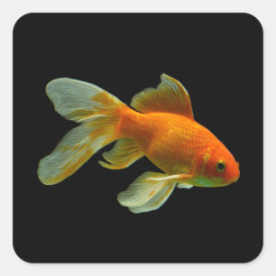 Pegatina Cuadrada Fancy Goldfish Pegatinas