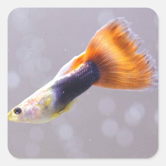 Pegatina Cuadrada Fancy Guppy (Anverso)