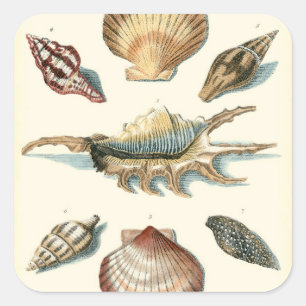 Pegatina Cuadrada Fancy Shell Beach