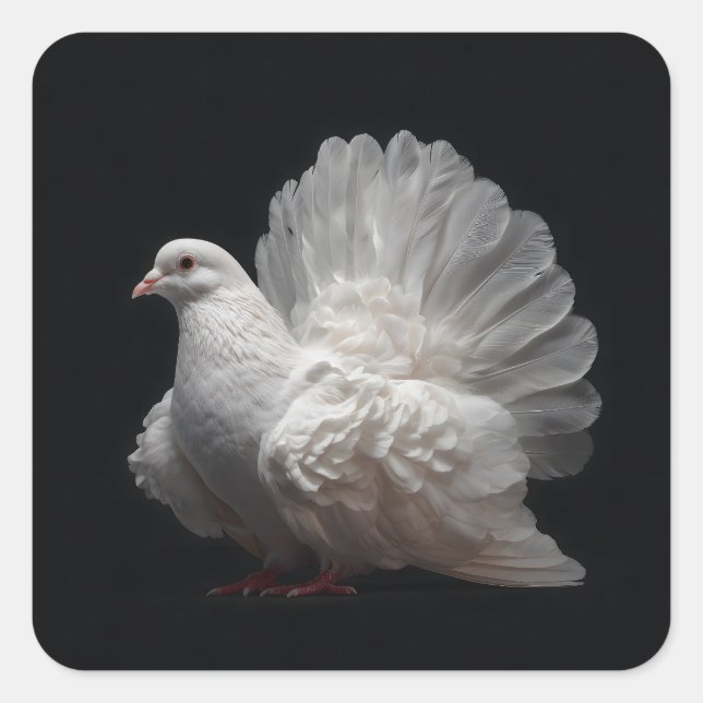 Pegatina Cuadrada Fantail Pigeon (Anverso)