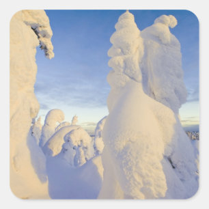 Pegatina Cuadrada Fantasmas de nieve al atardecer en Whitefish Mount
