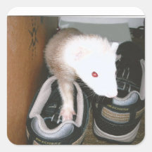 Farret y la manguera