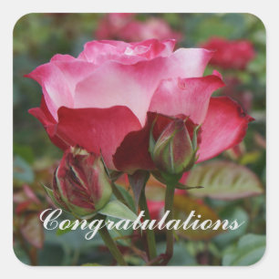 Pegatina Cuadrada Felicitaciones Rosa de Cherry Parfait #1-2
