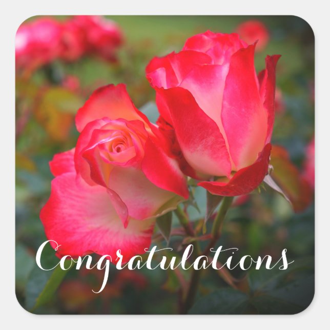 Pegatina Cuadrada Felicitaciones Rosa de Cherry Parfait #4-3 Pegatin (Anverso)