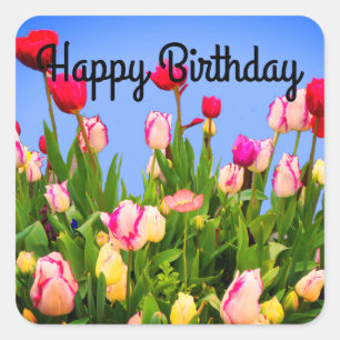 Pegatina Cuadrada Feliz cumpleaños a varios tulipanes #3 Pegatinas