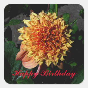 Pegatina Cuadrada Feliz cumpleaños, Dahlia Sandia Brocade #1 Pegatin