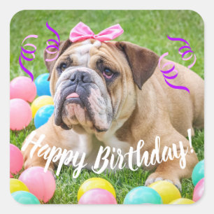 Pegatina Cuadrada Feliz cumpleaños del bulldog lindo