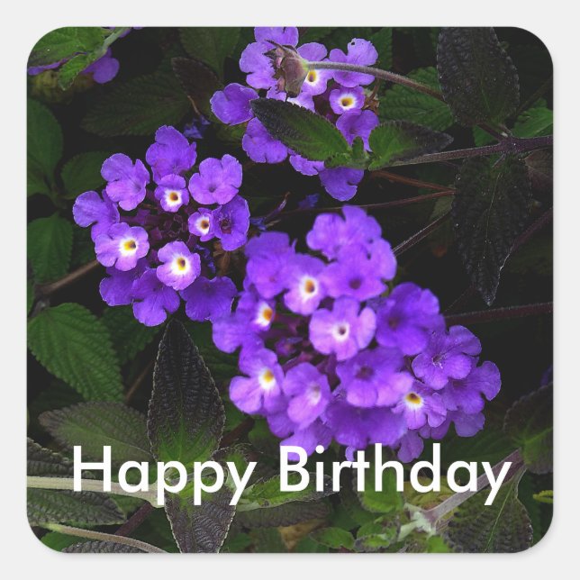Pegatina Cuadrada Feliz cumpleaños Morple Trailing Lantana #1 Pegati (Anverso)
