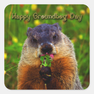 Pegatina Cuadrada Feliz Día del Groundhog Comiendo Flor