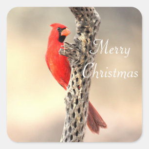 Pegatina Cuadrada Feliz Navidad desde el cardenal del norte