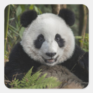 Pegatina Cuadrada Feliz panda joven, China