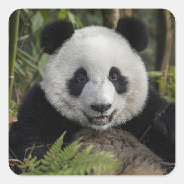 Pegatina Cuadrada Feliz panda joven, China (Anverso)