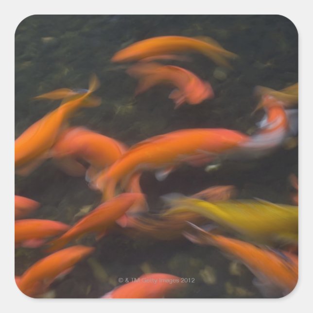 Pegatina Cuadrada Feng Shui cree que los peces koi traen buena suert (Anverso)