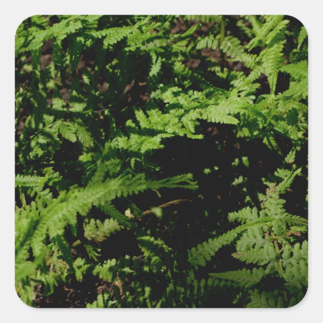 Pegatina Cuadrada Fermones del suelo forestal (Anverso)
