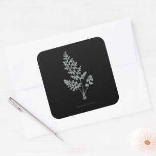 Pegatina Cuadrada Fern - Gymnogramma Leptophylla - Efecto de rayos X